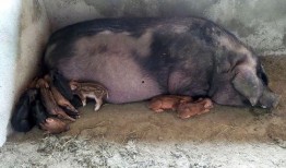 达州野猪爆料事件视频曝光,揭秘背后惊人真相